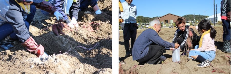 ずっとしゃがんでのさつまいも掘りに「腰にくるぅ」「結構、重労働！」の声。さつまいもを、菅井さんに嬉しそうに見せるお子さんも。