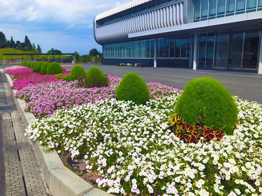 ＜ やまがたワークプレイスのシンボルとなる花壇　今年も華やかに咲き誇りました！ ＞