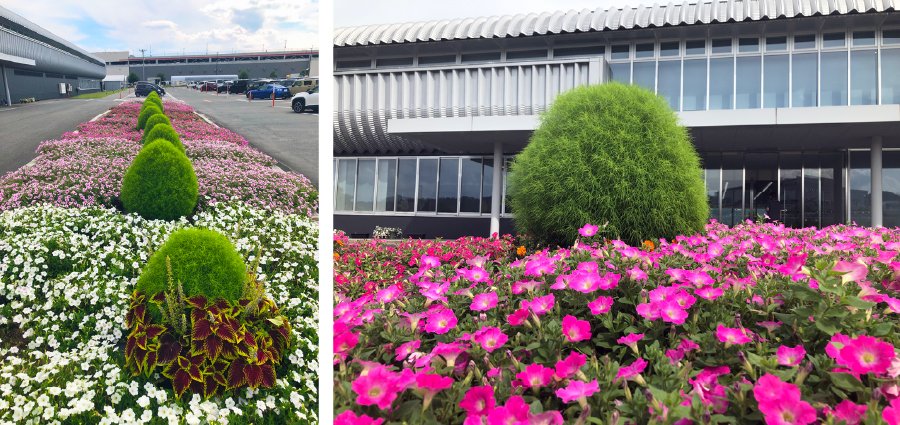 ＜中央には『コキア』が植えられ、綺麗なグラデーションの花の上にアクセントをつけています＞