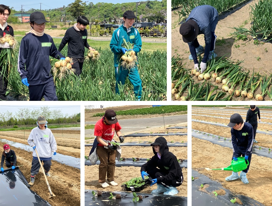 ＜ 丸々としたタマネギを収穫！ 苗を定植したら、元気に育つように想いを込めて優しく水をかけました ＞