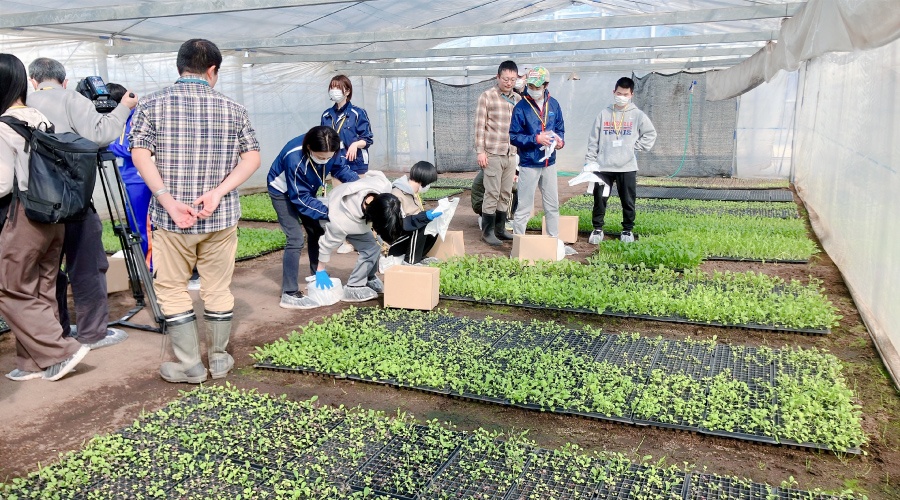 ＜ベビーリーフ収穫の様子。一つひとつ丁寧に収穫していきます＞