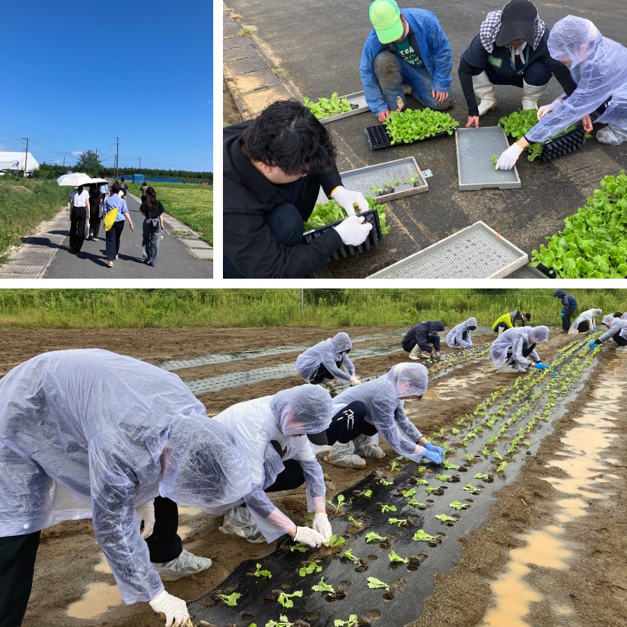 ＜ 初日は抜けるような青空が広がっていました／足元に気を付けながら苗を植えます ＞
