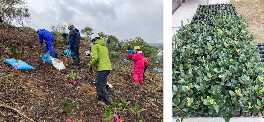 ＜下刈り・除伐・植込みの様子 ／ 提供したマルバシャリンバイ苗木＞