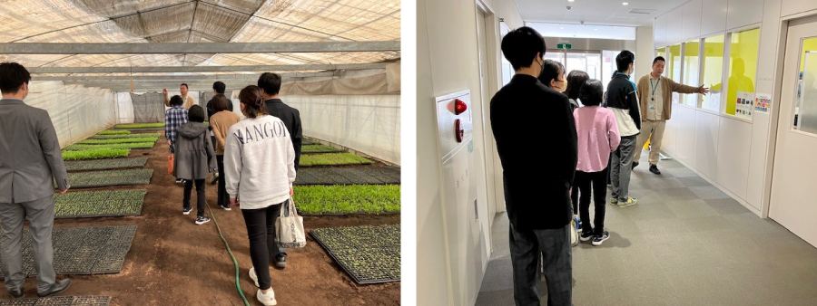 ＜栽培しているベビーリーフや季節野菜をご紹介。野菜を選別・選定する作業現場にもご案内しました＞