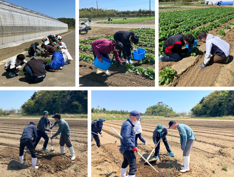 <農業体験研修の様子>