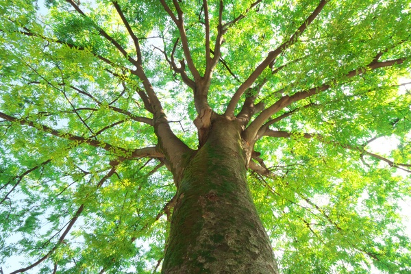 【AWS10冠】キャリアアップに向けたAWS認定資格の薦め